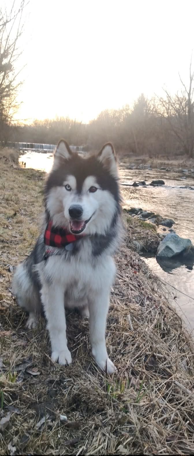 Maximus mit seinem Winterfell