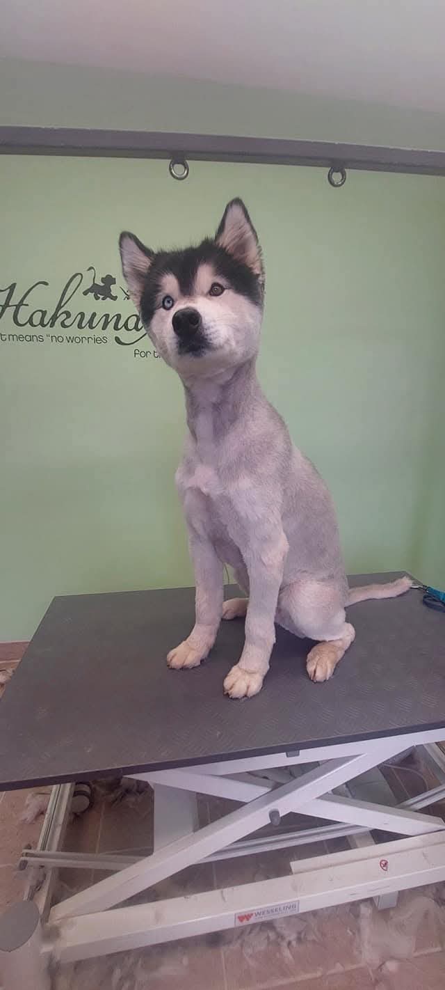 Maximus geschoren für den Sommer damit ihm nicht so heiß ist. Er ist dann immer ein ganz anderer Hund und viel aktiver.
