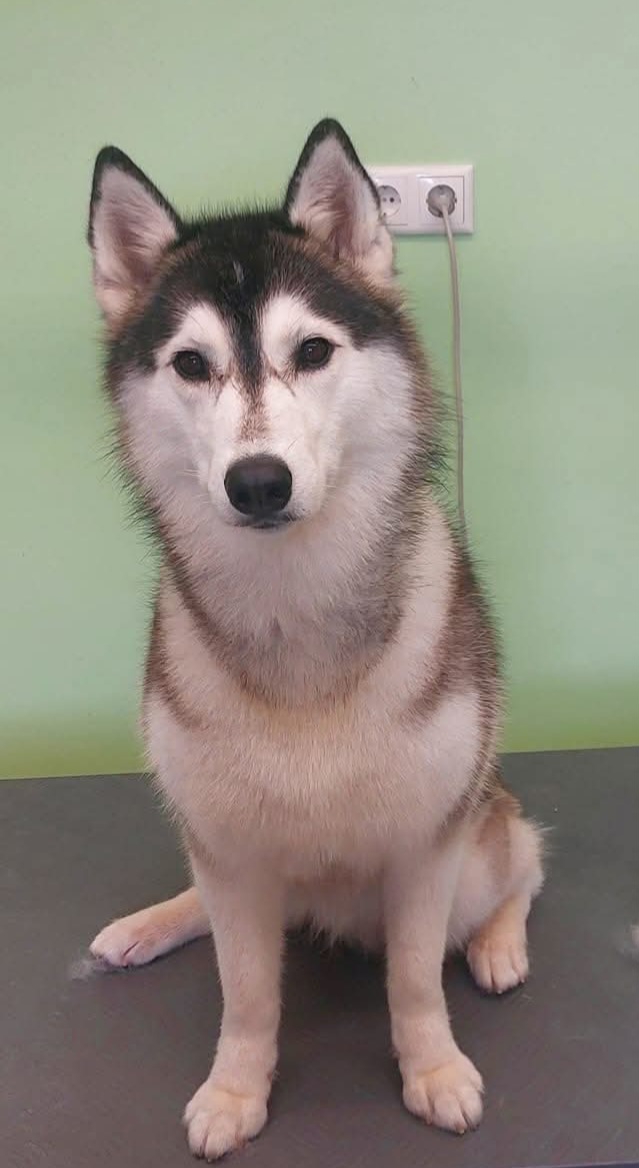 Meine Sibirian Husky Hündin Sikari.