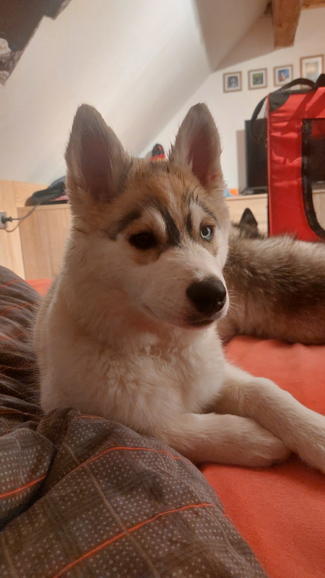 Meine Sibirian Husky Hündin Ilvy